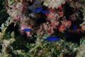 Chromis chromis